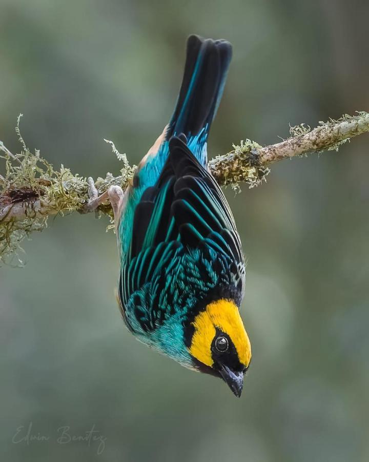 Bosque De Niebla Birding & Nature Калі Екстер'єр фото