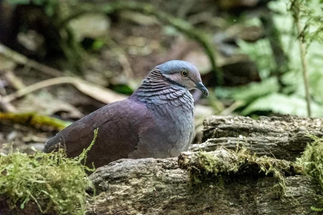 Bosque De Niebla Birding & Nature Калі Екстер'єр фото