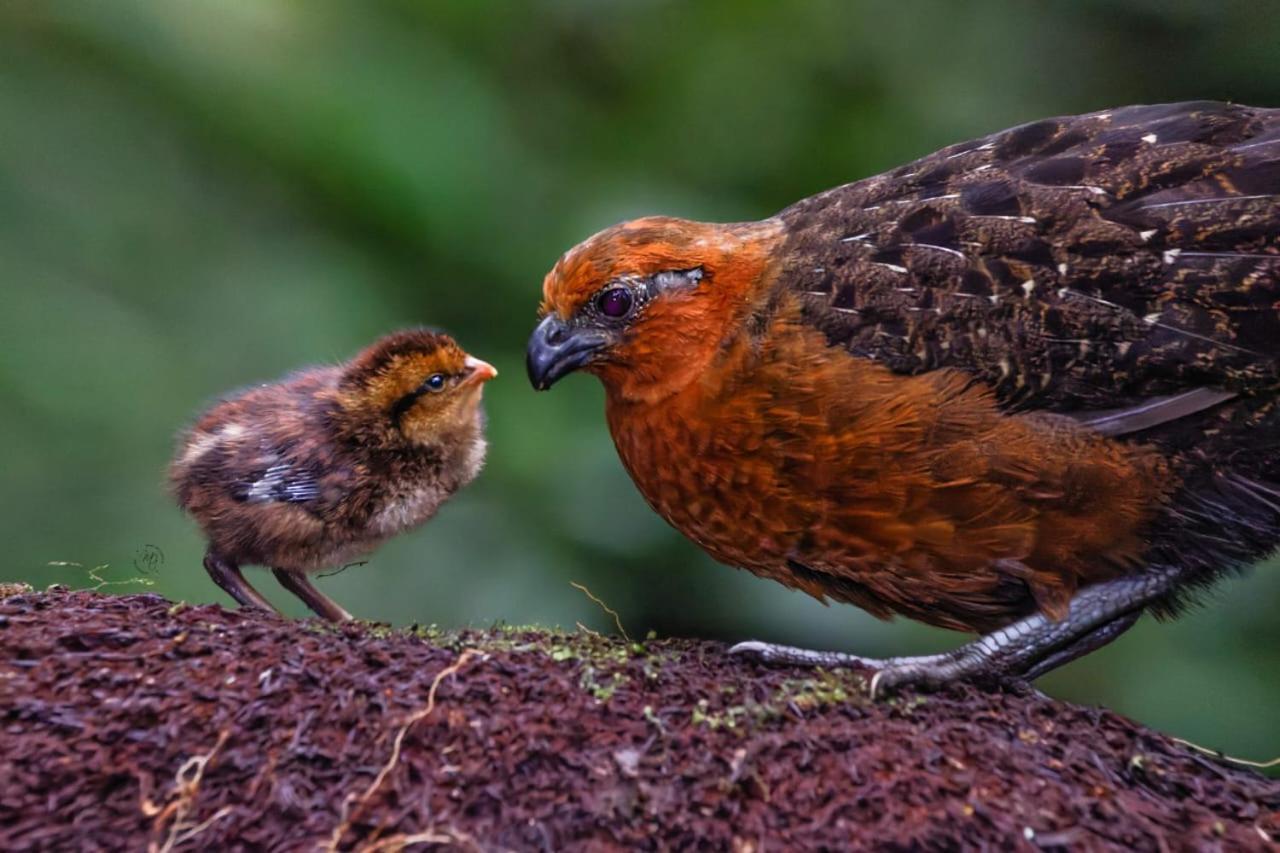 Bosque De Niebla Birding & Nature Калі Екстер'єр фото