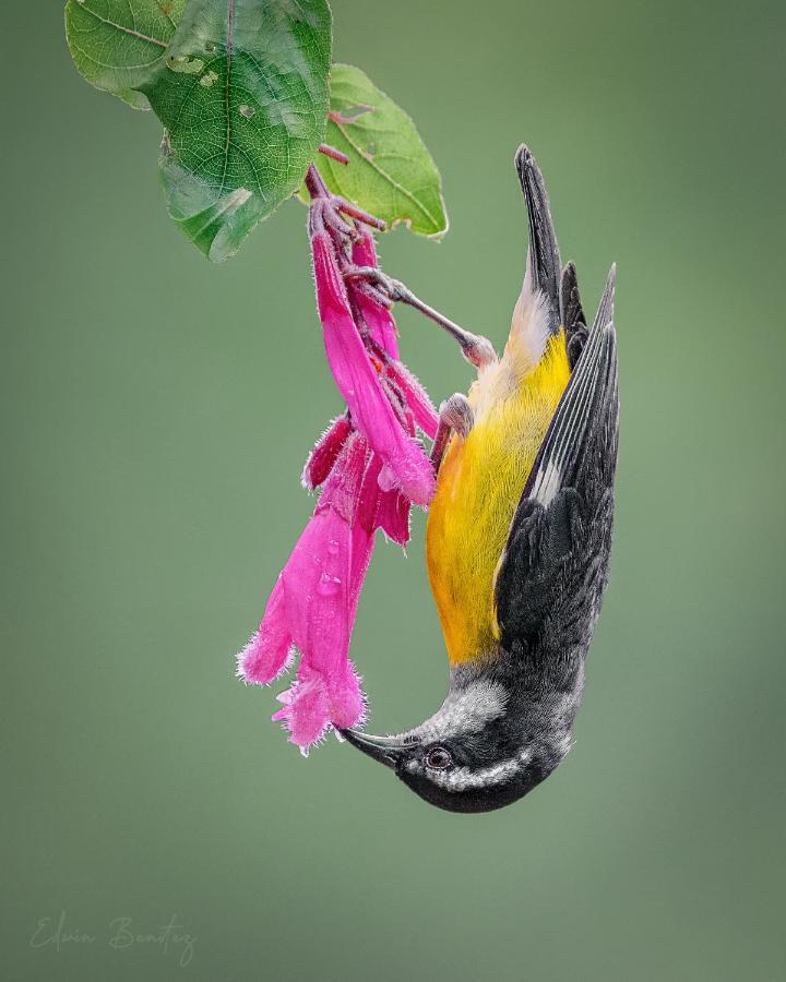 Bosque De Niebla Birding & Nature Калі Екстер'єр фото
