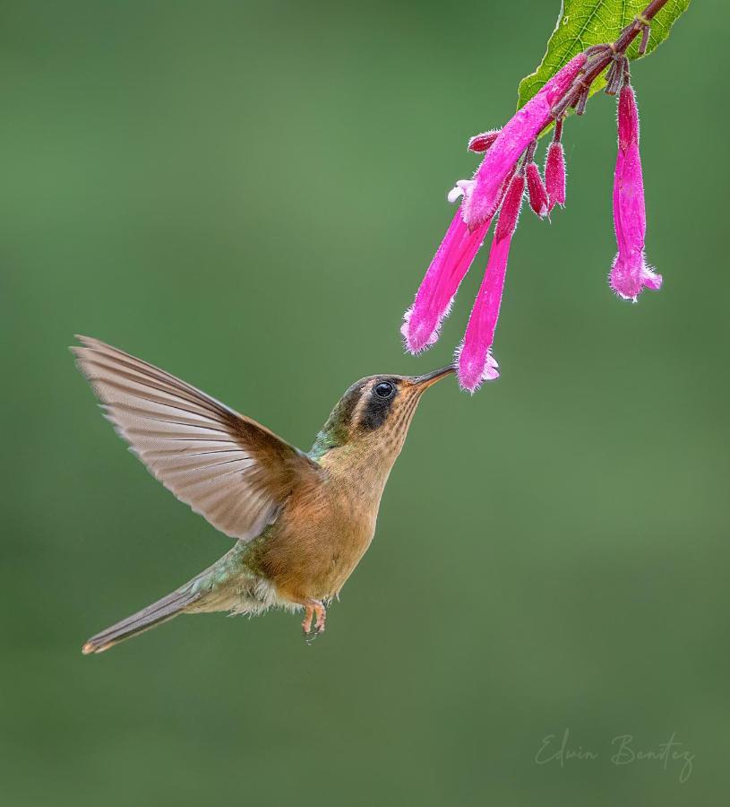 Bosque De Niebla Birding & Nature Калі Екстер'єр фото